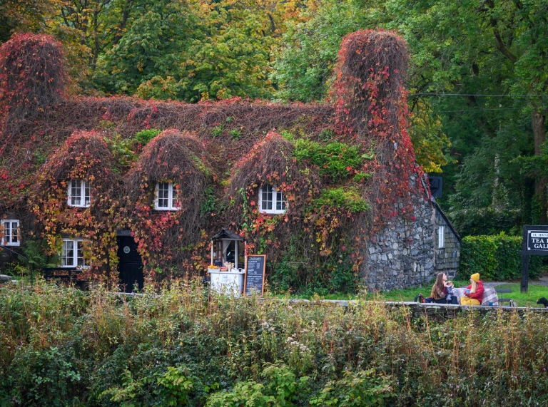 A tea room covered in red, creeping ivy.