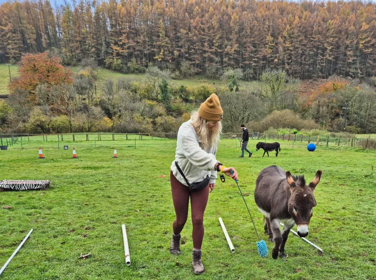 A lady walking with a donkey in a field.