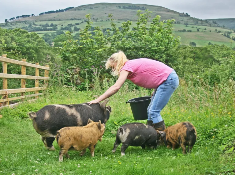 A lady feeding and stroking pigs in a field.