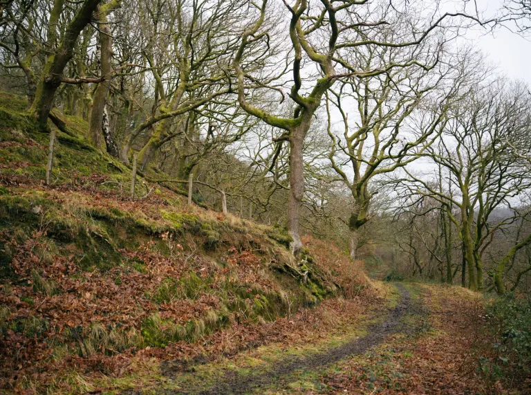 A walking trail in a forest.