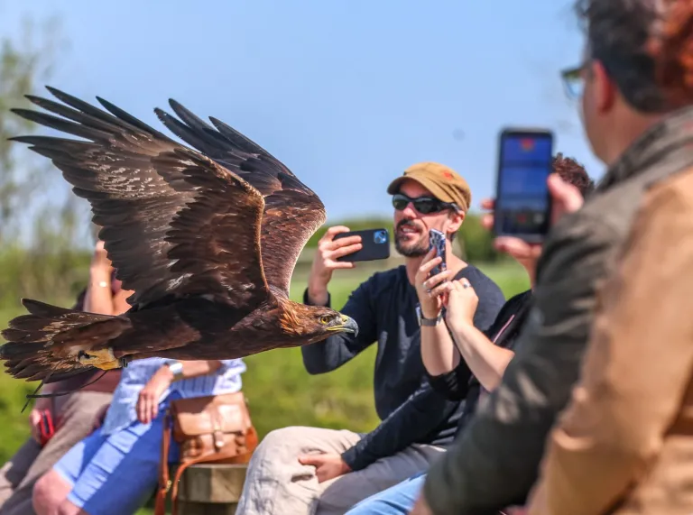 Spectators taking photographs of an eagle at a bird of prey centre.
