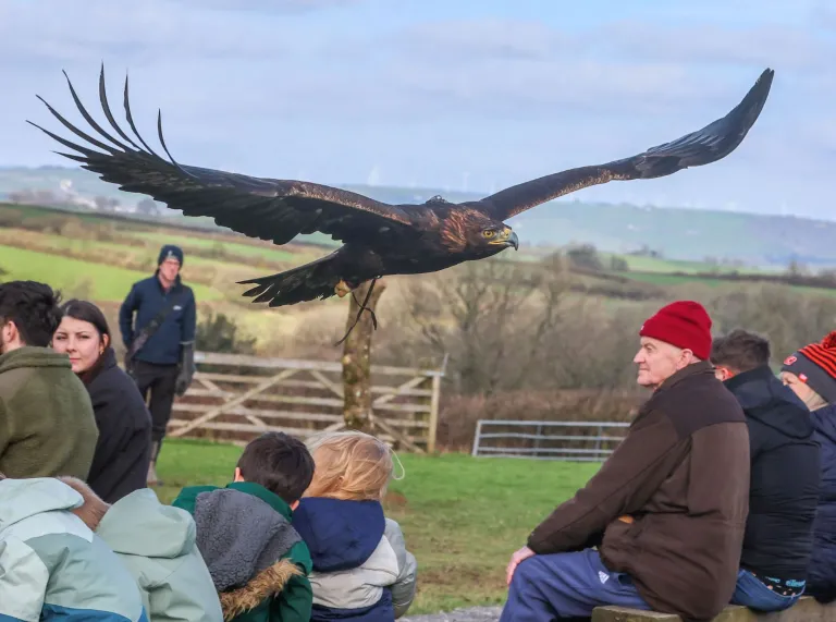 An eagle flying over spectators.