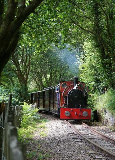 A steam train travelling along a track amongst forestry.