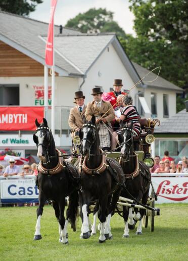 Four horses pulling a carriage with riders dressed in top hats racing at Royal Welsh Show.