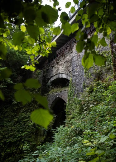 A bridge amongst green foliage.