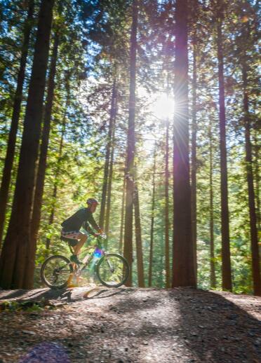 A cyclist amongst tall forest pine trees, with the sunlight beaming through.