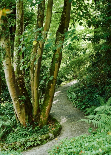 A winding footpath leading through a woodland.