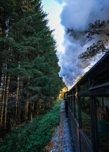 Brecon Mountain Railway train going past forest with steam flowing from the funnel.