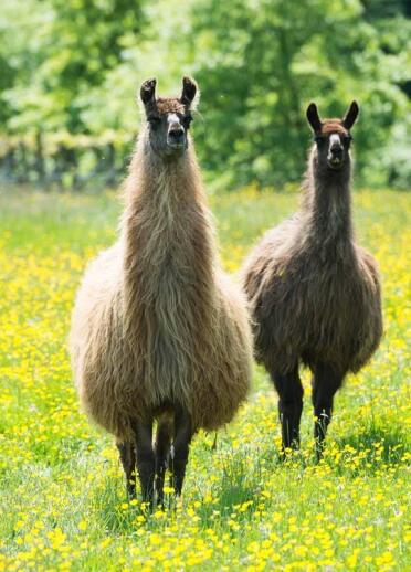Two llamas in a field.
