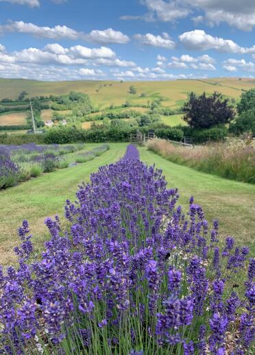 A row of lavender on a hill, with views of the countryside beyond.