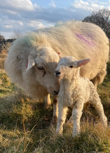 A ewe and her newborn lamb.