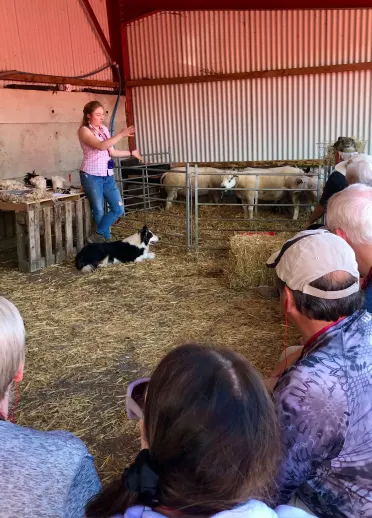 A young farmer in a barn talking to a group of people with a sheepdog at her feet, and sheep in a pen.