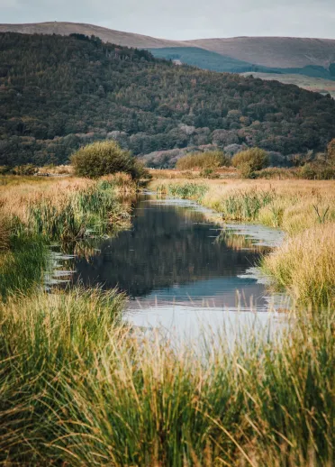 Marshland and water in a nature reserve.