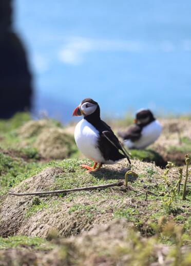 A couple of puffins in their natural habitat on the headland of Skomer Island.