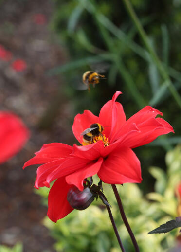 Close up of bees pollinating red flowers at Bodnant Garden.