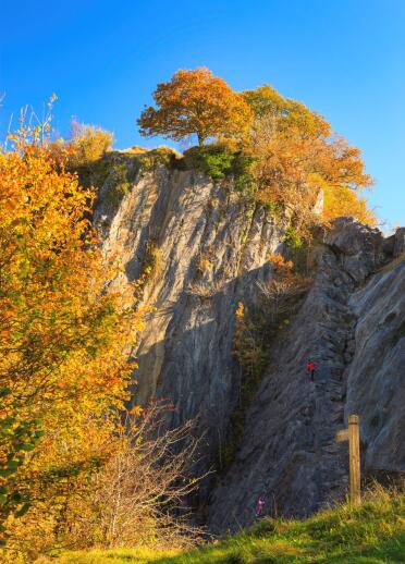 Rock climbers on the cliff face at Craig y Ddinas Dinas Rock with an autumnal tree growing above.