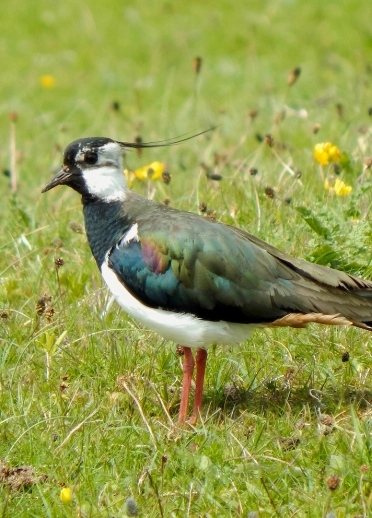 A bird standing on the grass