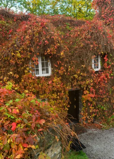 A tea room covered in creeping ivy.
