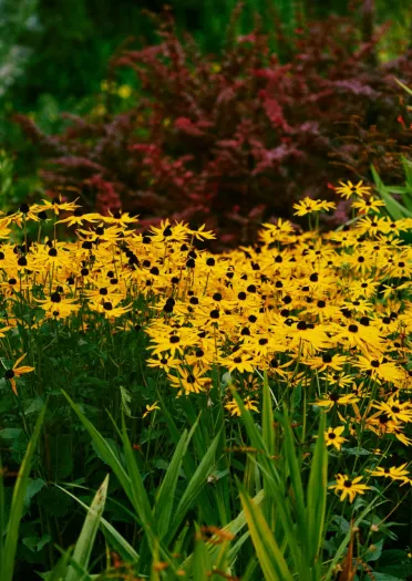 A display of yellow and red flowers.