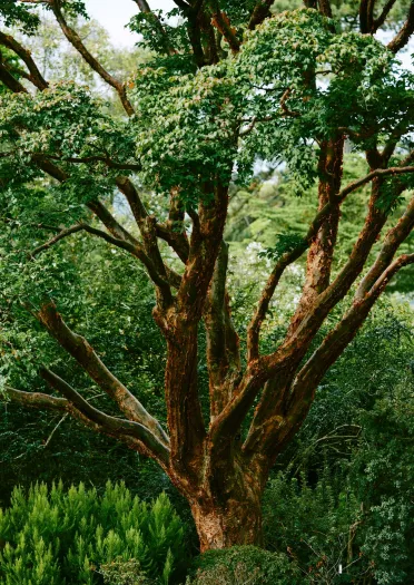 A magnificent tree in Bodnant Garden.