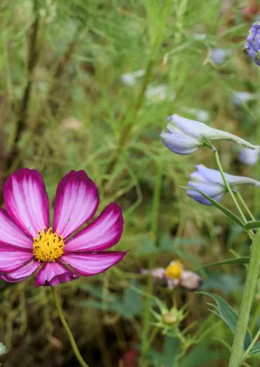 A pink flower with purple edging on the petals in a garden.