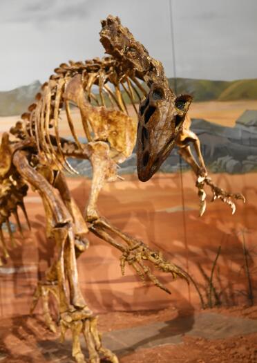 A skeleton of a biped dinosaur.