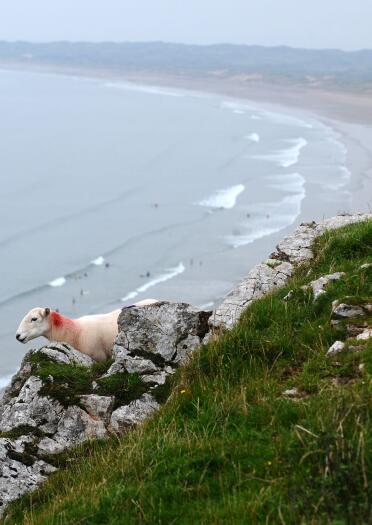 A sheep  wandering the cliffs at Rhossili Bay, Gower.
