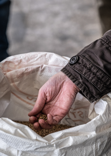 A hand in a bag of hops at Purple Moose Brewery.
