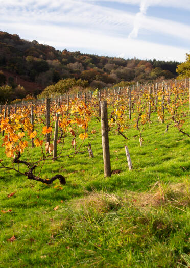 Grapevines with autumn colours in a vineyard.