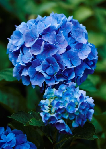 A blue hydrangea.