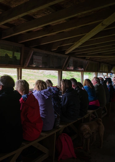 People looking out of a hide at a red kite feeding centre.