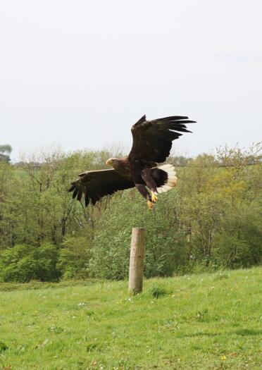 An eagle in flight.