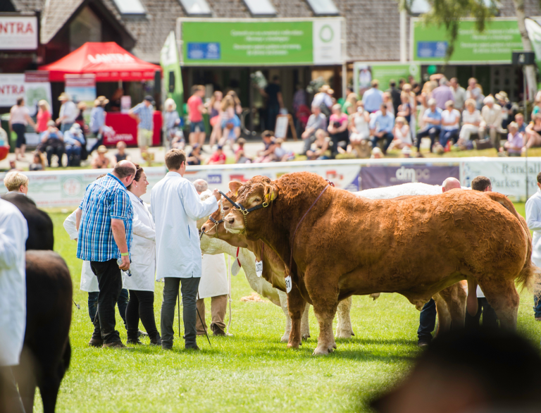 Two bulls on show at the Royal Welsh.