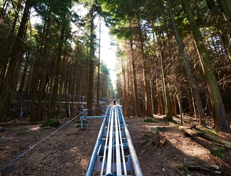 View from the seat of a Fforest Coaster cart - with the track and trees ahead.