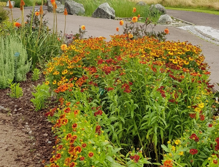 Flowers in a botanic garden with a glass dome greenhouse in the background.