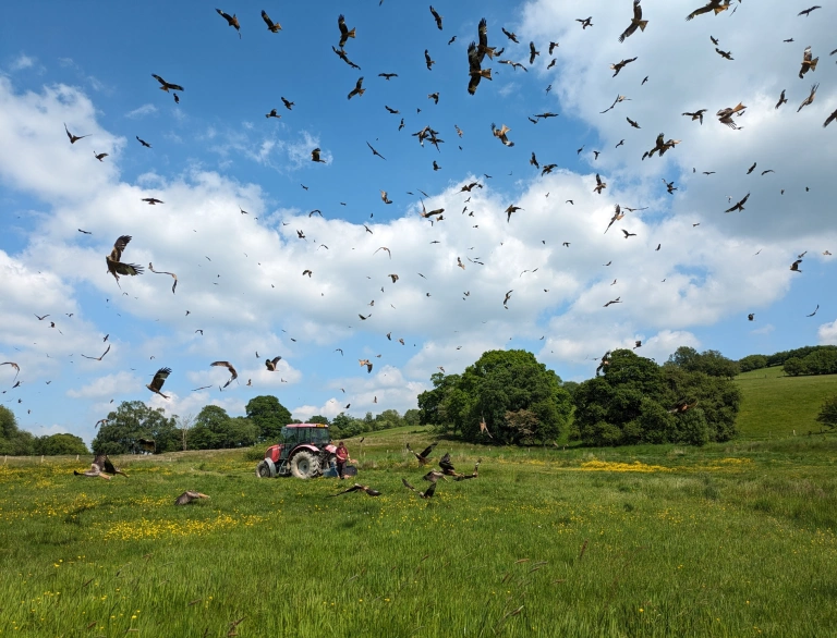A tractor in a field with red kites flying around at feeding time.