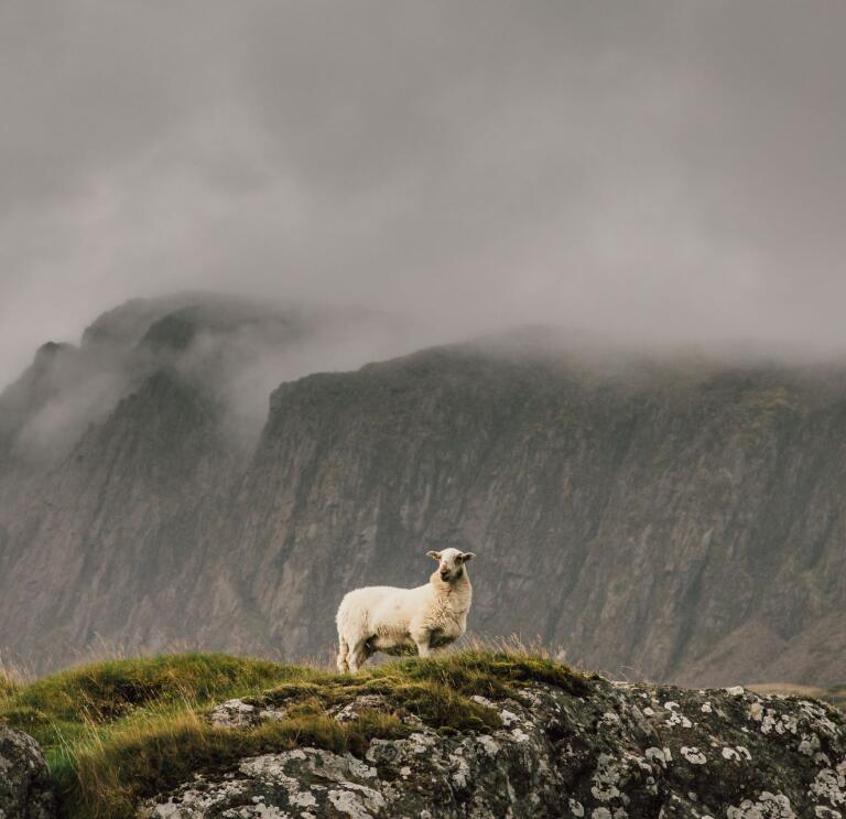 A sheep on craggy rocks in front of a mountain bathed in cloud.