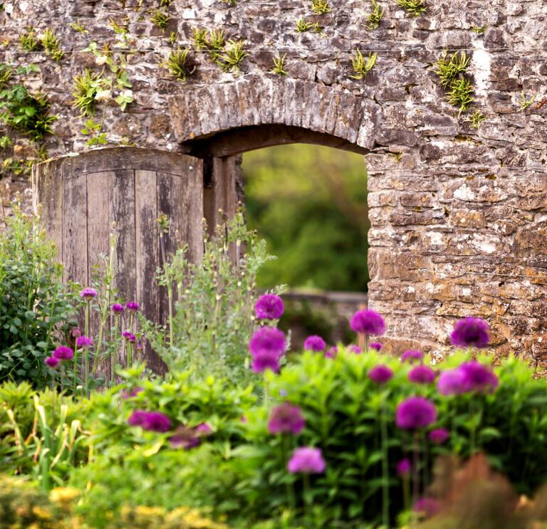 An arched gateway in the stone wall with purple flowers in the foreground.