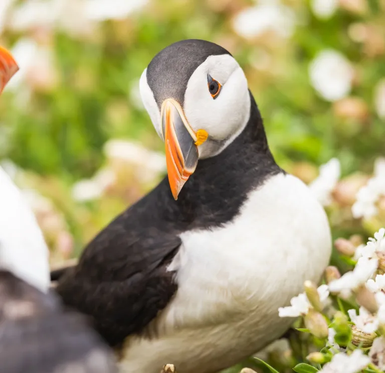 A close up view of two puffins in their natural habitat.