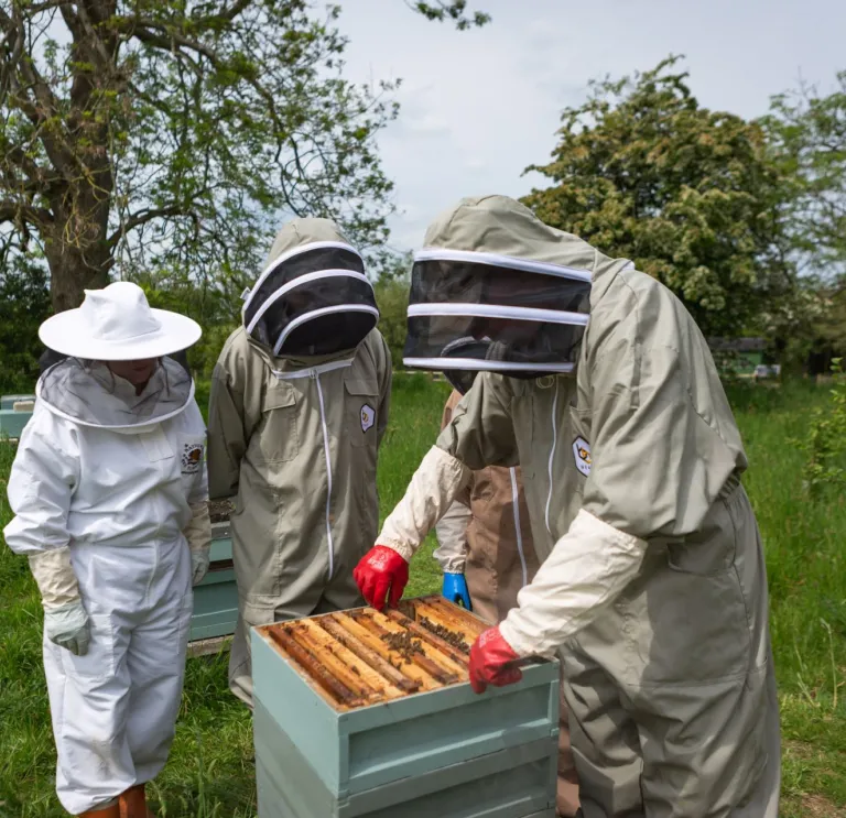 A group of bee keepers taking out a rack of honey from a hive.