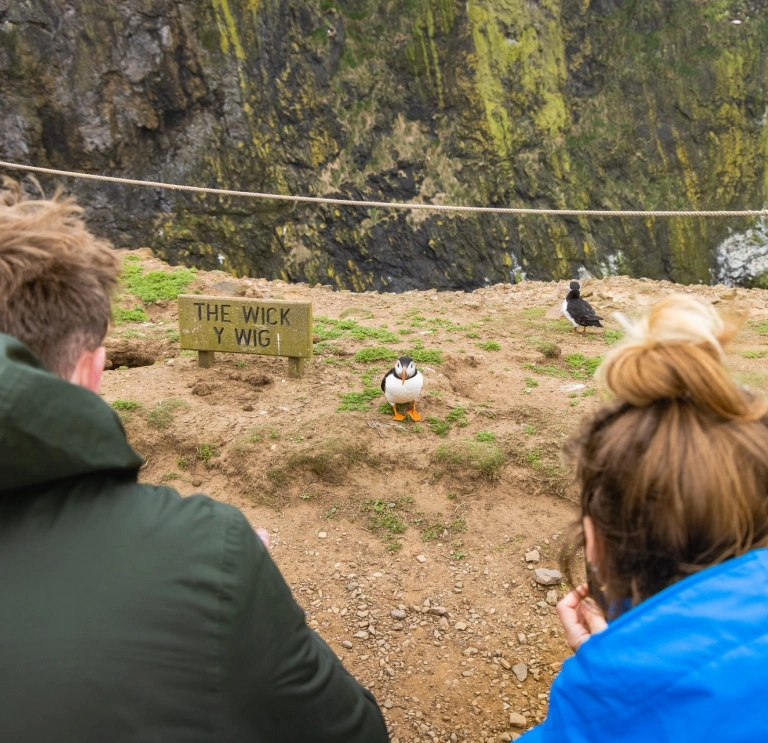 People looking at puffins on an island