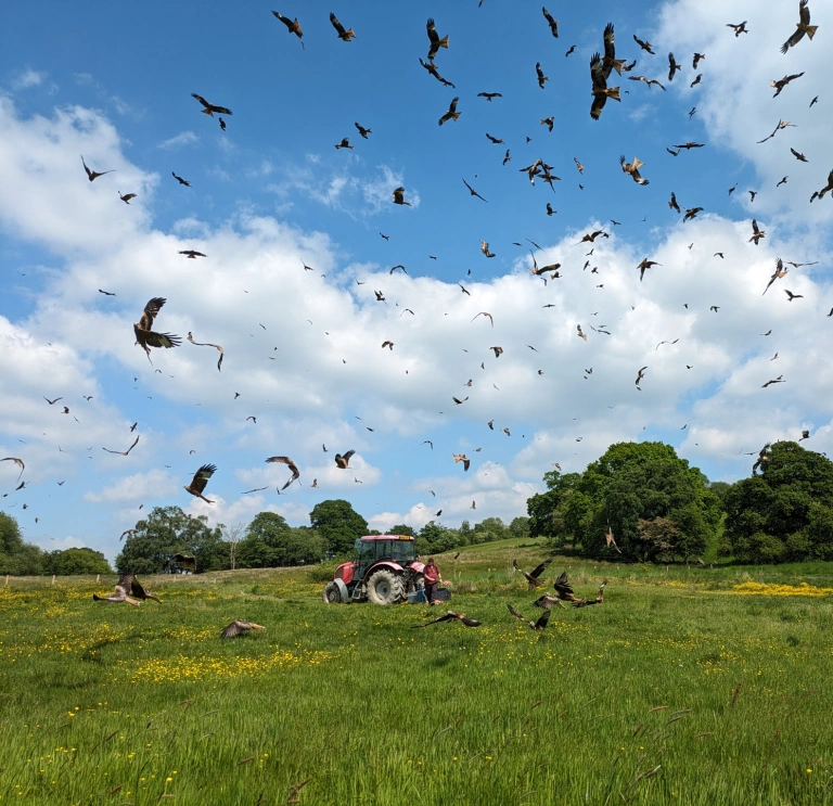 A tractor in a field with red kites flying around at feeding time.