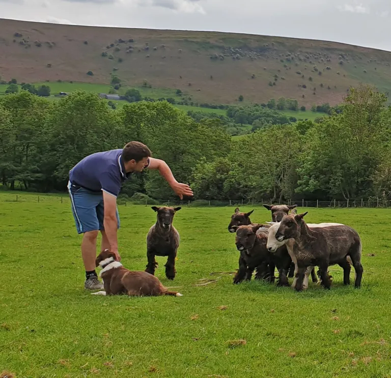 People in a field instructing a sheepdog to round up pygmy goats.