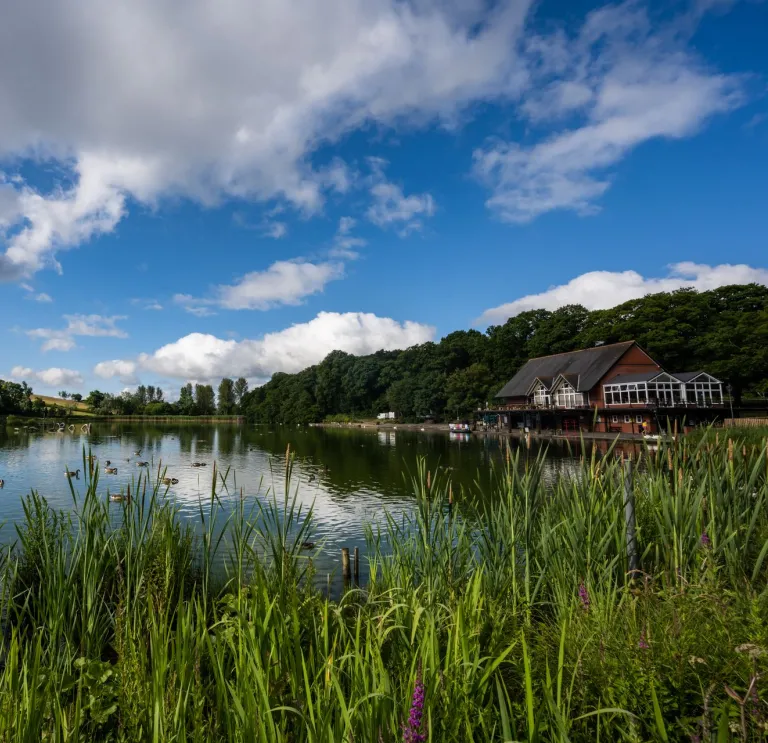 Birds on a lake surrounded by reeds with the boathouse nearby.