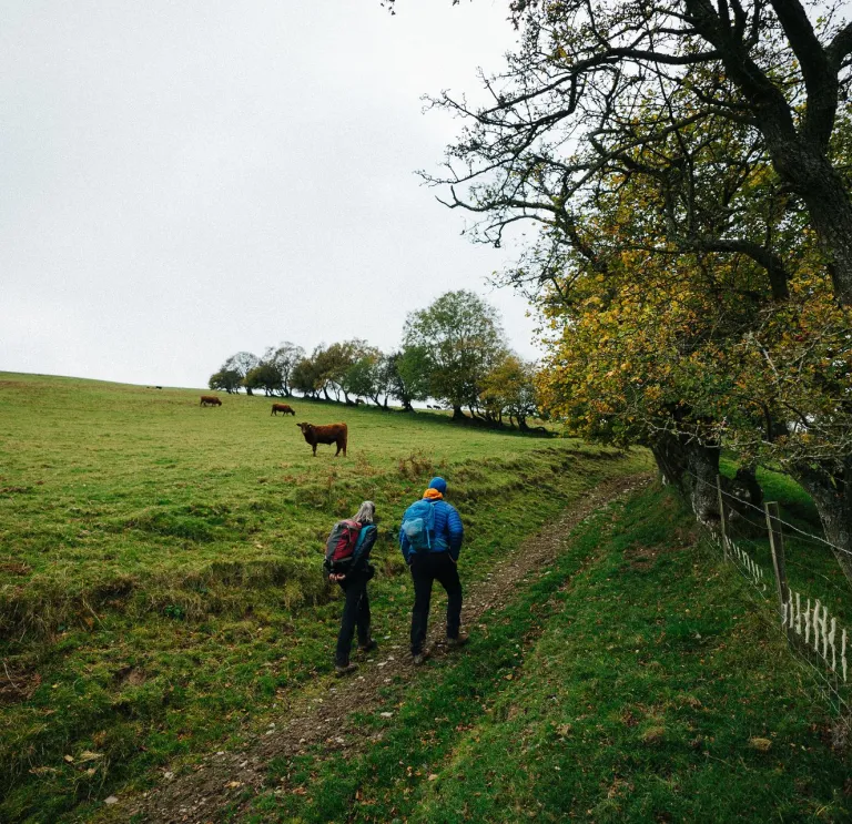 A couple walking past a field with cows.