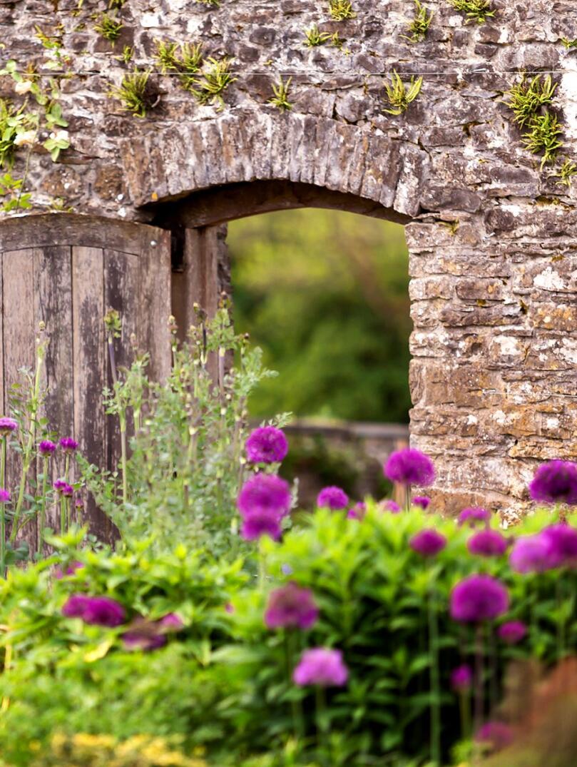 An arched gateway in the stone wall with purple flowers in the foreground.