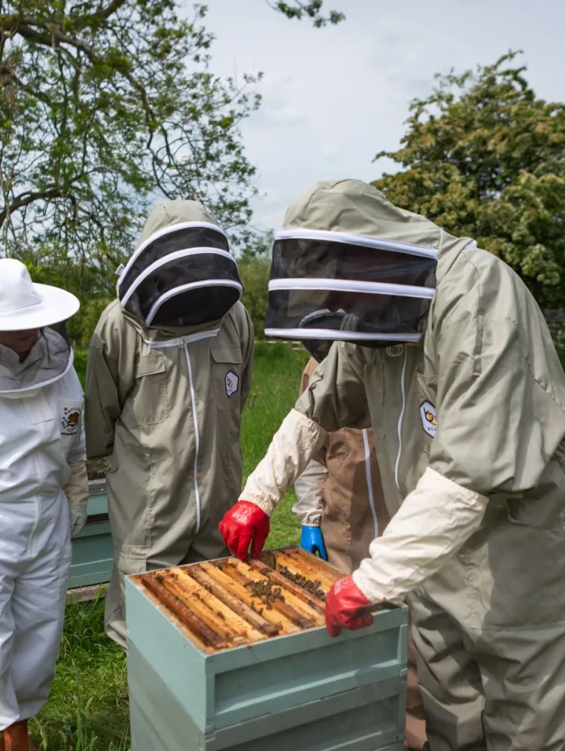 A group of bee keepers taking out a rack of honey from a hive.