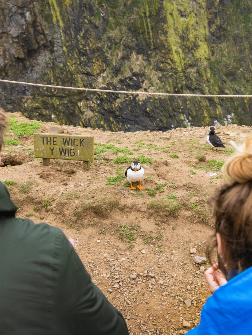 People looking at puffins on an island