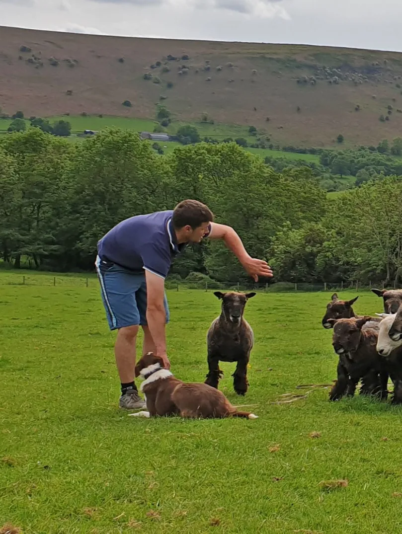 People in a field instructing a sheepdog to round up pygmy goats.