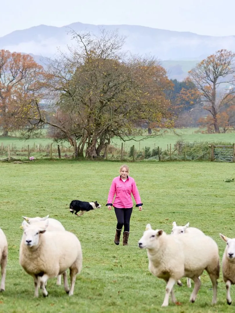 A yourg farmer in a field guiding her sheepdog to round up sheep.